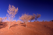 Australia, Australian, Australian desert, Australian deserts, Desert, deserts, desert scenes, sa, south australia, tree, trees, outback, australian outback, outback australia, moomba, moomba gas field, moomba gas fields, dunes, sand, sand dune, sand dunes, moomba, moomba gas field, moomba gas fields, outback, australian outback, outback australia.