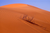 Australia, Australian, Australian desert, Australian deserts, Desert, deserts, desert scenes, sa, south australia, outback, australian outback, outback australia, moomba, moomba gas field, moomba gas fields, dunes, sand, sand dune, sand dunes, moomba, moomba gas field, moomba gas fields, outback, australian outback, outback australia.