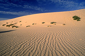 Australia, Australian, Australian desert, Australian deserts, Desert, deserts, desert scenes, sa, south australia, outback, australian outback, outback australia, moomba, moomba gas field, moomba gas fields, dunes, sand, sand dune, sand dunes, moomba, moomba gas field, moomba gas fields, outback, australian outback, outback australia.