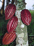 Asia, Asian, Southeast Asia, South East Asian, SE Asia, Agriculture, cocoa, cocoa pod, cocoa pods, cocoa plantation, cocoa plantations, Malaysia, cacao tree, cacao trees.
