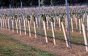 Agriculture, Australia, New South Wales, southern highlands, Australia, fence, fences, Fruit, Grape, Grapes, Vine, vines, vineyard, vineyards, grapevine, grapevines, grape vine, grape vines, vitis, industry, wine, wine industry, rural, rural scene, rural scenes, Berrima, Mossvale, New South Wales, NSW, Australia.