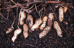 Food, nut, nuts, peanut, peanuts, virginia, virginia peanut, virginia peanuts, arachis, fabaceae, Arachis hypogaea, hypogaea, soil.