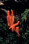 Australia, qld, queensland, fraser island, fungi, fungus.