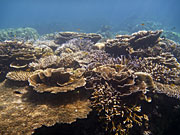 Thailand, Coral, Underwater, Marine, Fish, Surin, Islands