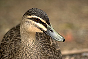 Animal, animals, australian, australian bird, australian birds, australia, bird, birds, duck, ducks, black, black duck, black ducks, pacific, pacific black, pacific black duck, pacific black ducks, anas, supercillosa, anas supercillosa, wa, western australia, waterfowl, anatidae, anseriformes, beak, beaks.