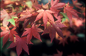 Australia, tree, trees, autumn, autumn foliage, autumn scene, autumn scenes.