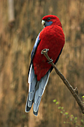 Animal, Animals, Bird, birds, parrot, parrots, australian bird, australian birds, Rosella, rosellas, crimson, crimson rosella, crimson rosellas, platycercus, elegans, platycercus elegans.