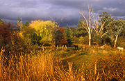 Australia, New South Wales, orange, rural, rural scene, rural scenes, autumn, autumn scene, autumn scenes, tree, trees, animal, animals, horse, horses.