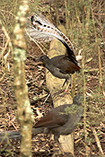 Australia, australian, australian bird, australian birds, bird, birds, lyre, lyre bird, lyre birds, lyrebird, lyrebirds, superb, superb lyrebird, superb lyrebirds, menuridae, menura, novaehollandiae, menura novaehollandiae, songbird, songbirds.