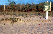 Australia, qld, queensland, gold coast, council, councils, sign, signs, keep out sign, keep out signs, coast, coasts, coastline, coastlines, gold coast, beach, beaches, sand, sand dune, sand dunes, revegetation, erosion, erode, erodes, eroding, fence, fences, environment, environmental, environmental issues.
