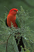 Animal, Animals, Bird, birds, australian bird, australian birds, parrot, parrots, King Parrot, king parrots, australian king parrot, australian king parrots, Alisteris, Alisteris scapularis.