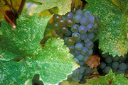 Fruit, grape, grapes, grapevine, grapevines.