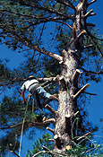 Gardening, gardener, gardeners, people, occupation, occupations, tree, trees, prune, pruning, tree lopper, tree loppers, tree lopping, tree cutting, cutting trees, lopping, harness, safety harness, saw, saws, sawing, tree sawing, cutting down tree, cutting down trees, cutting down tree, man, men, male, males, pruning, tweed valley, nsw, new South Wales, australia.