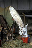 Animal, animals, horse, horses, australia, stable, stables, new South Wales, nsw, bridle, bridles.