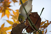 Australia, australian, australian bird, australian birds, bird, birds, white-eye, white-eyes, songbird, songbirds, zosteropidae, zosterops, lateralis, zosterops lateralis, silvereye, silvereyes, silver eye, silver eyes, autumn, autumn foliage.