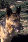 Animal, Animals, dog, Dogs, domestic dog, domestic dogs, pets, german shepherd, german shepherds, german shepherd dog, german shepherd dogs, alsation, alsations, alsation dog, alsation dogs, tongue, tongues, pet, pets.