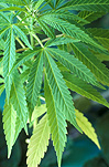 Herb, herbs, annual herb, annual herbs, cannabaceae, marijuana, narcotic, narcotics, drug, drugs, hemp, hemp plant, hemp plants, hallucinogens, grass, cannabis, cannabis sativa.