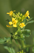 Herb, hebs, Food, Cress, land, Land Cress, Barbarea, barbarea, vulgaris, Barbarea vulgaris, bud, buds, flower, flowers, yellow, yellow flower, yellow flowers.