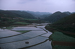 Agriculture, rice, rice growing, rice paddy, rice paddies, rice field, rice fields, paddy, paddies, China, zhou zhou, plough, ploughs, ploughing, oxen, oxens, Guiyang, terrace, terraces, rice terrace, rice terraces, terracing, rice terrracing.