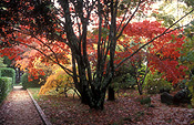 Autumn, Autumn leaves, leaves, autumn foliage, autumn tones, tree, trees, autumn scene, autumn scenes, blue mountains, great dividing range, NSW, New South Wales, Australia, footpath, footpaths, path, paths, pathway, pathways, garden path, garden paths.