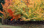 Tree, trees, autumn, autumn foliage, autumn scene, autumn scenes, mount wilson, mt wilson, blue mountains, great dividing range, nsw, new South Wales, australia, wall, walls, garden wall, garden walls.