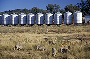 Australia, New South Wales, Farming, Farmland, farm, farms, animal, animals, sheep, meat industry, meat trade, silo, silos, livestock, storage, Agriculture, graze, grazing, rural, rural scene, rural scenes, storage, grain storage.