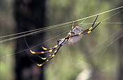 Arachnid, Arachnids, spider, spiders, orb weaver spider, orb, orb spider, orb spiders, orb weaver spiders, orb weaving spider, orb weaving spiders, orb, weaver spider, orb-weaver spiders, Nephila, orb-weavers, Araneae, Arachnida.