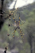 Arachnid, Arachnids, spider, spiders, orb weaver spider, orb, orb spider, orb spiders, orb weaver spiders, orb weaving spider, orb weaving spiders, orb, weaver spider, orb-weaver spiders, Nephila, orb-weavers, Araneae, Arachnida.