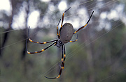 Arachnid, Arachnids, spider, spiders, orb spider, orb spiders, orb weaver spider, orb weaver spiders, orb weaving spider, orb weaving spiders, orb, weaver spider, orb-weaver spiders, Nephila, orb-weavers, Araneae, Arachnida.