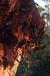 Tree, trees, gum tree, gum trees, eucalypt, eucalypts, eucalyptus, eucalyptus tree, eucalyptus trees, gumtree, gumtrees, sap, tree sap, sap of tree, sap of trees.