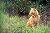 Animal, animals, felis, felis catus, feline, felines, mammal, mammals, placental mammal, placental mammals, cat, cats, carnivore, carnivores, carnivora, felidae, pet, pets, domestic animal, domestic animals, domestic cat, domestic cats, domestic, Animal, animals, felis, catus, felis catus, feline, felines, mammal, mammals, placental mammal, placental mammals, cat, cats, carnivore, carnivores, carnivora, felidae, pet, pets, domestic, domestic animal, domestic animals, ginger, ginger cat, ginger cats, collar, collars, cat collar, cat collars.