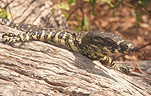Animal, Animals, reptile, reptiles, australian reptile, australian reptiles, monitor, monitors, lace monitor, lace monitors, National Park, National Parks, varanus, varanus varius, ravensbourne np, ravensbourne national park, qld, queensland, australia.