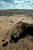 Australia, Australian, Australian desert, Australian deserts, climate, weather, drought, drought scenes, drought scenes, disasters, natural disasters, horse, horses, brumby, brumbies, feral, feral animal, feral animals, animal, animals, dead, dead animal, dead animals, australia, northern territory, nt, disaster, natural disaster, natural, desert, deserts, desert scenes, outback, australian outback, outback australia.