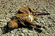 Australia, Australian, Australian desert, Australian deserts, climate, weather, drought, drought scenes, drought scenes, disasters, natural disasters, cow, cows, cattle, livestock, animal, animals, dead, dead animal, dead animals, australia, northern territory, nt, disaster, natural disaster, natural, desert, deserts, desert scenes, outback, australian outback, outback australia.