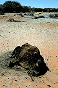 Australia, Australian, Australian desert, Australian deserts, climate, weather, drought, drought scenes, drought scenes, disasters, natural disasters, cow, cows, cattle, livestock, animal, animals, dead, dead animal, dead animals, australia, northern territory, nt, disaster, natural disaster, natural, desert, deserts, desert scenes, outback, australian outback, outback australia.