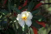 Flower, flowers, honey, Gordonia, gordonias, gordonia axillaris, axillaris, white, white flower, white flowers, theaceae, crepe, crepe camellia, crepe camellias, false, false camellia, false camellias, fried egg tree, fried egg trees, insect, insects, bee, bees.