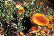 Fungus, fungi, agaric, fly agaric, amanita, muscaria, amanita muscaria, toadstool, toadstools, poisonous, mt wilson, mount wilson.