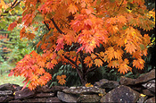 Autumn, Autumn leaves, leaves, autumn foliage, autumn tones, tree, trees, wall, walls, garden wall, garden walls, rock, rocks, autumn scene, autumn scenes, mount wilson, mt wilson, blue mountains, great dividing range, nsw, new South Wales, australia.