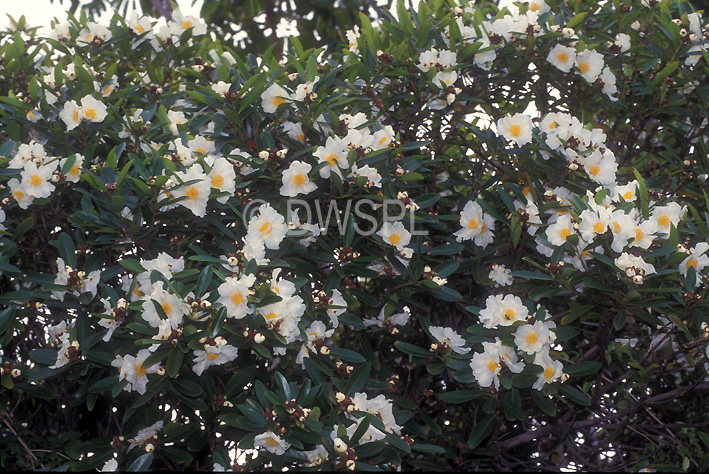 Gordonia Tree