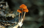 Toadstool, toadstools, fungus, fungi.
