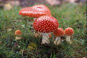 Fungus, fungi, agaric, fly agaric, amanita, muscaria, amanita muscaria, toadstool, toadstools, poisonous, mt wilson, mount wilson, nsw, new south wlaes, australia.