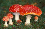 Fungus, fungi, agaric, fly agaric, amanita, muscaria, amanita muscaria, toadstool, toadstools, poisonous, mt wilson, mount wilson, nsw, new south wlaes, australia.