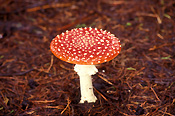 Fungus, fungi, agaric, fly agaric, amanita, muscaria, amanita muscaria, toadstool, toadstools, poisonous, mt wilson, mount wilson, nsw, new south wlaes, australia.