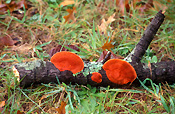 Australia, fungus, fungi, mount wilson, mt wilson, tree fungus, tree fungi, moss, lichen, lichens, liken, likens.