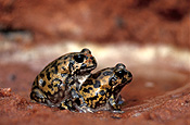 Animal, animals, frog, frogs, amphibian, amphibians, amphibia, mating, frogs mating, Australia, australian, kunapalari, kunapalari frog, Kunapalari frogs, Neobacrachus kunapalari, neobacrachus, kunapalari, copulate, copulating, copulation, animals mating, goldfields, WA, WEstern Australia, animals mating.