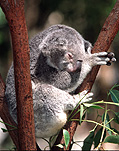 Animal, Animals, Mammal, Mammals, Marsupial, Marsupials, Australian animal, Australian animals, mammals, Australian mammals, koala, koala bear, koala bears, Koalas, Phascolartos, Phascolartos cinereus.