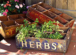 Herb, herbs, parsley, parsleys, mixed herbs, box, boxes, crate, crates, petroselinum, petroselinum crispum