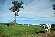 Farming, Farmland, farm, farms, Animal, Animals, Cow, Cows, dairy cow, dairy cows, dairy cattle, cattle, livestock, meat trade, meat industry, rural, grass, rural scene, rural scenes, agriculture, comboyne, nsw, new South Wales, australia, dairy farm, dairy farms, dairy farming, tree, trees.