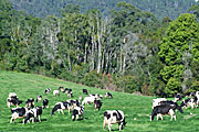 Farming, Farmland, farm, farms, Animal, Animals, Cow, Cows, dairy cow, dairy cows, dairy cattle, cattle, livestock, meat trade, meat industry, rural, grass, rural scene, wood, woods, tree, trees, forest, forests, rural scenes, agriculture, comboyne, nsw, new South Wales, australia, dairy farm, dairy farms, dairy farming.
