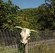 New South Wales, Australia, Farming, Farmland, farm, farms, Animal, Animals, Cow, Cows, skull, skulls, rural, rural scene, rural scenes, fence, fences, bone, bones, tree, trees, forest, forests, wood, woods, dead, dead animal, dead animals.